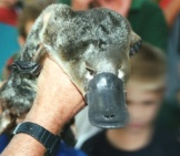 Platypus Being Shown To Zoo Visitors, Near Victoria, Australia.