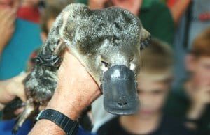 Platypus being shown to zoo visitors, near Victoria, Australia.
