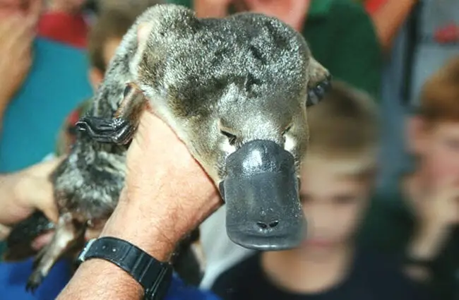Утконос показывают посетителям зоопарка недалеко от Виктории, Австралия.