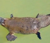 Platypus Swimming Gently In The Shallow River Waters. Photo By: Cas Https://Creativecommons.org/Licenses/By/2.0/