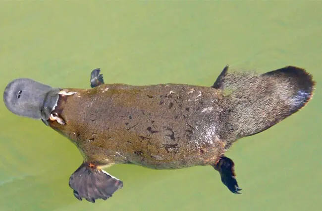 Platypus swimming gently in the shallow river waters. Photo by: Cas https://creativecommons.org/licenses/by/2.0/