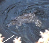 Platypus Spotted In The Dark Waters Of The Mersey River, Latrobe, Australia. Photo By: Cazz Https://Creativecommons.org/Licenses/By/2.0/