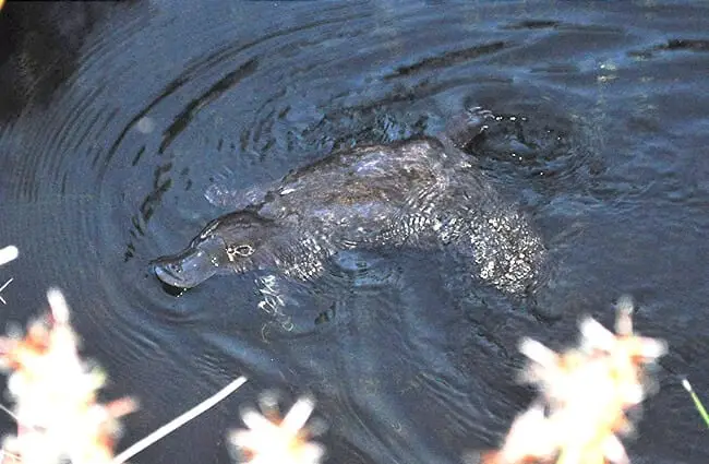 Platypus spotted in the dark waters of the Mersey River, Latrobe, Australia. Photo by: Cazz https://creativecommons.org/licenses/by/2.0/