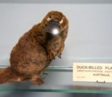Stuffed Platypus Displayed In The Natural History Museum, Dublin, Ireland