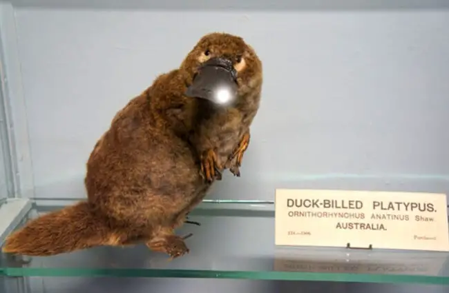 Stuffed platypus displayed in the Natural History Museum, Dublin, Ireland
