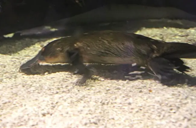 Even in a zoo aquarium, the platypus can be difficult to see. Photo by: Tony Hisgett https://creativecommons.org/licenses/by/2.0/