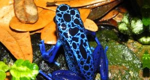 Bright blue poison dart frog.