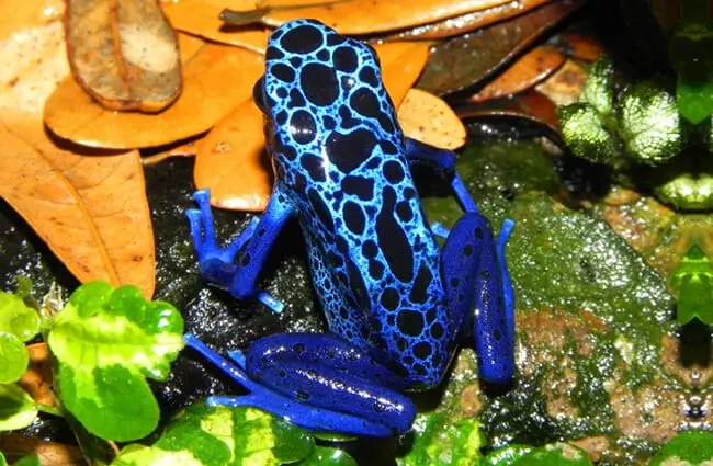 Poison Dart Frog - Description, Habitat, Image, Diet, and Interesting Facts