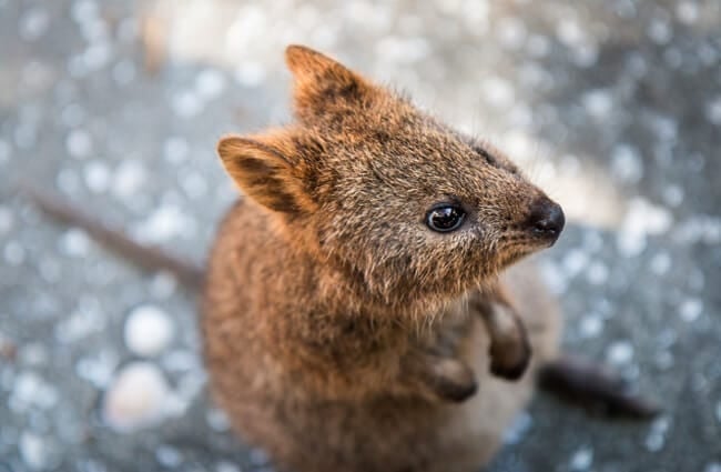 Closeup of a cute little quokka. Photo by: Barney Moss https://creativecommons.org/licenses/by/2.0/