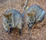 A Pair Of Quokka. Photo By : Tyler Nienhouse Https://Creativecommons.org/Licenses/By/2.0/