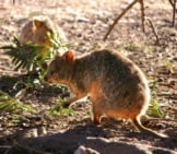 Two Quokkas Feeding In The Evening Light. Photo By: Percita Https://Creativecommons.org/Licenses/By/2.0/