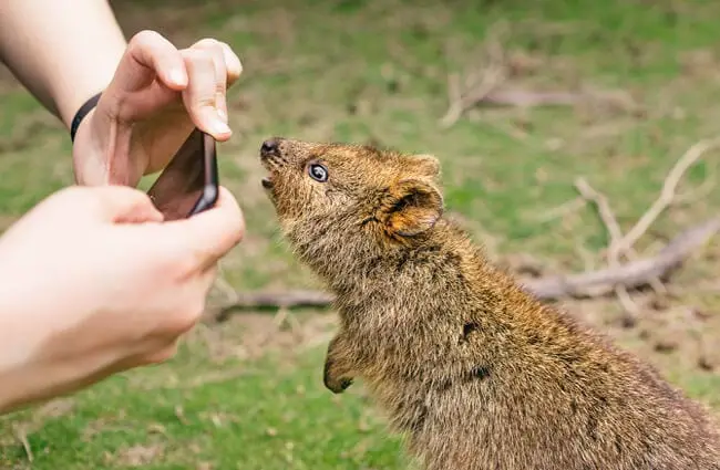 Nieuwsgierige quokka poseert voor een selfie.Foto door: VirtualWolfhttps://creativecommons.org/licenses/by/2.0/