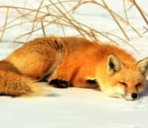 Red Fox In The Snow.