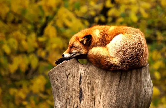 Red fox on a tree stump.