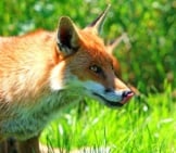 Red Fox Hunting.