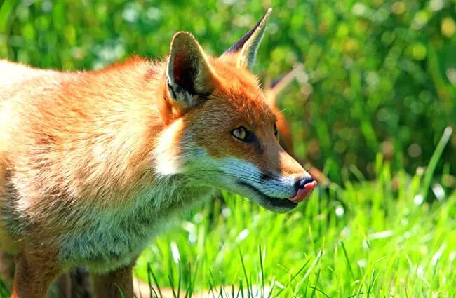 Red Fox Description Habitat Image Diet And Interesting Facts