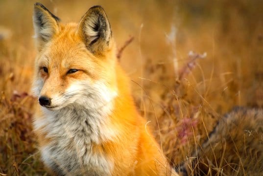 Beautiful portrait of a red fox.