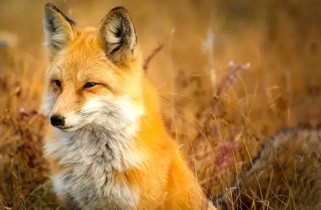 Красивый портрет рыжей лисы.