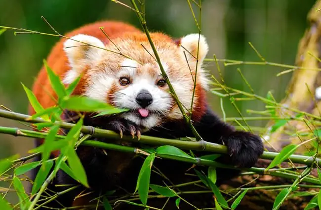 Красная панда ест бамбук.