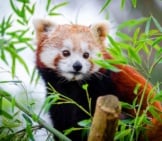 Cute Red Panda In Bamboo.