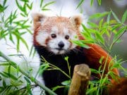 Cute Red Panda in bamboo.