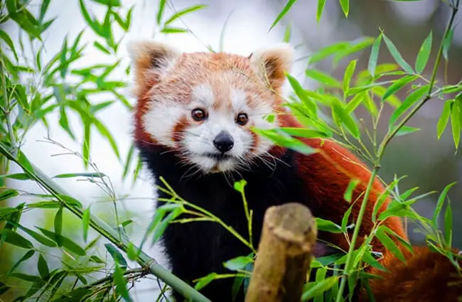 Cute Red Panda in bamboo.