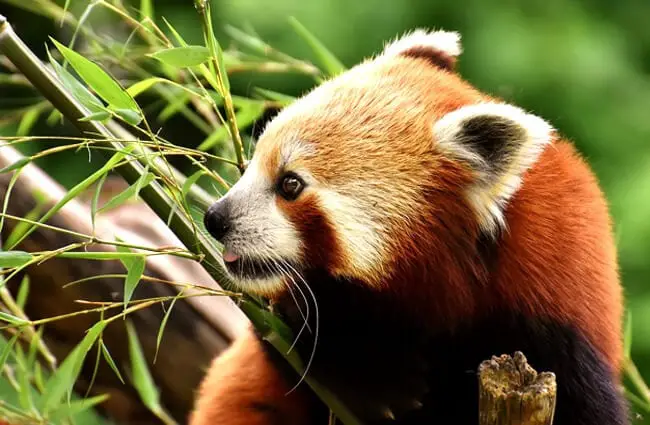 Красная панда в профиль.