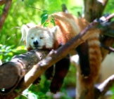 Red Panda Napping In A Tree.