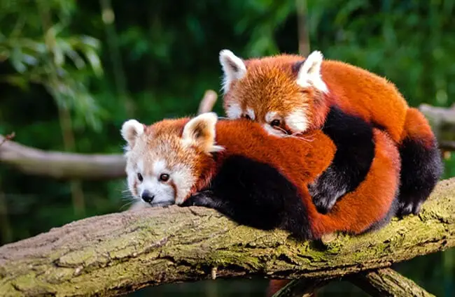 Red Panda Description Habitat Image Diet And Interesting Facts