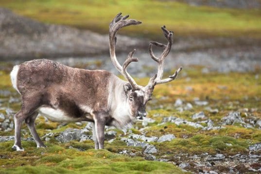 A large, male reindeer in a meadow.Photo by: (c) erectus www.fotosearch.com