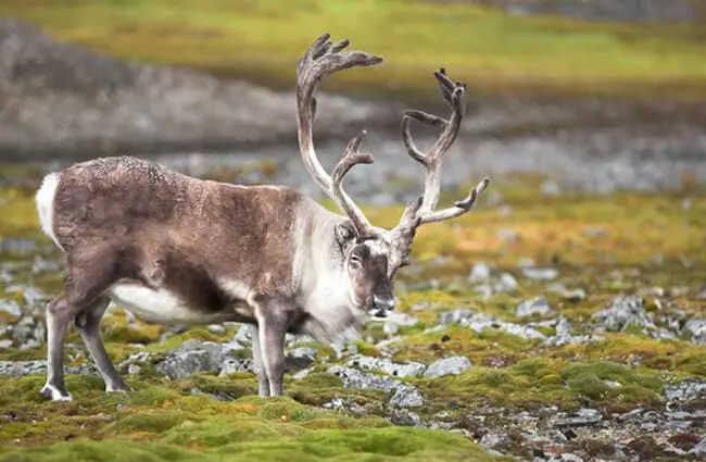 Reindeer - Description, Habitat, Image, Diet, and Interesting Facts