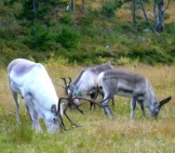 Reindeer Grazing On The Ruka Ski Slopes, Finland Photo By: Timo Newton-Syms Https://Creativecommons.org/Licenses/By/2.0/