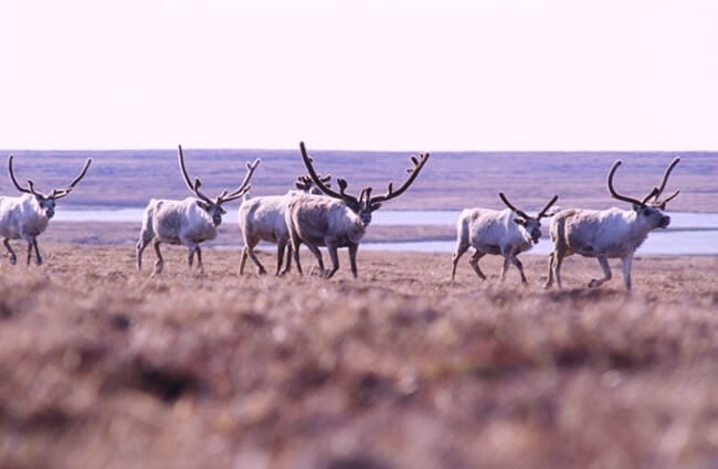 Part of a herd of reindeer, photographed on Nunivak Island, Alaska. Photo by: Shimada, NOAA Photo Library