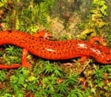 A Red Salamander In Northern Alabama.photo By: (C) Wirepec Www.fotosearch.com