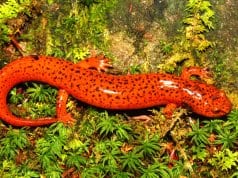 A Red Salamander in northern Alabama.Photo by: (c) Wirepec www.fotosearch.com