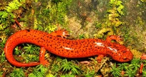 A Red Salamander in northern Alabama.Photo by: (c) Wirepec www.fotosearch.com