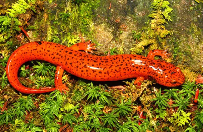 Salamander - Description, Habitat, Image, Diet, and ...