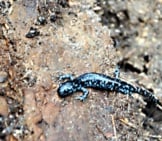 Blue Spotted Salamander. Photo By: Aaron Carlson Https://Creativecommons.org/Licenses/By-Sa/2.0/
