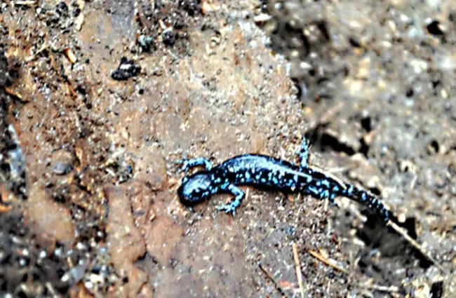 Синяя пятнистая саламандра. Фото: Аарон Карлсон https://creativecommons.org/licenses/by-sa/2.0/
