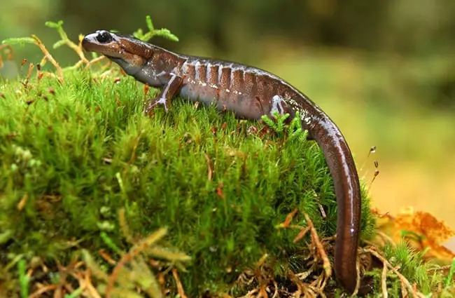 Northwestern Salamander in the wild.