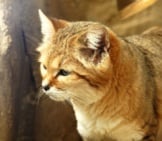 Closeup Of A Sand Cat.