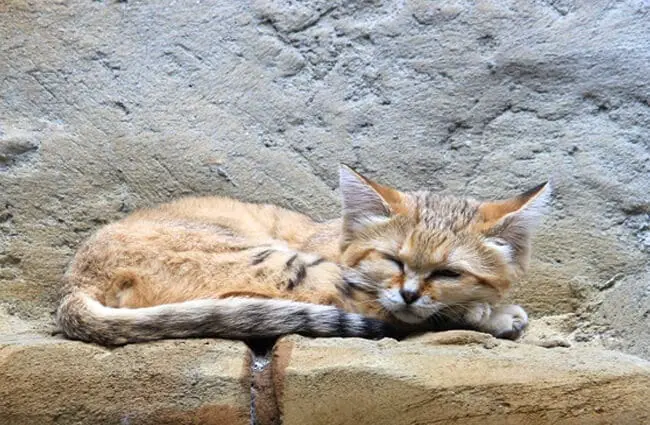 Sand cat napping in the Berlin zoo.