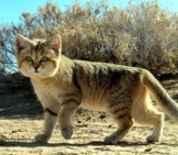 Persian Sand Cat On The Hunt.