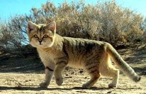 Persian sand cat on the hunt.