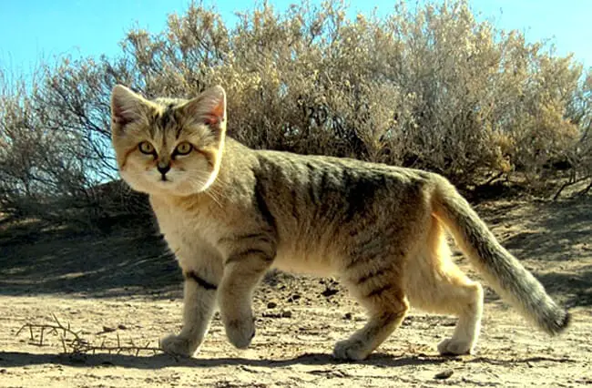 Sand Cat - Description, Habitat, Image, Diet, and Interesting Facts