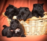 A Litter Of Scottish Terrier Puppies In A Basket. Photo By: (C) Colecanstock Www.fotosearch.com