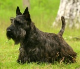 Scottish Terrier (Also Known As The Aberdeen Terrier) Photo By: (C) Pavelshlykov Www.fotosearch.com