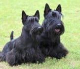 Two Scottish Terrier Dogs In The Yard.photo By: (C) Capturelight Www.fotosearch.com