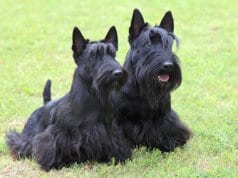 Two Scottish Terrier dogs in the yard.Photo by: (c) CaptureLight www.fotosearch.com