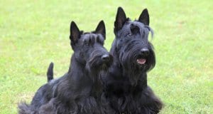 Two Scottish Terrier dogs in the yard.Photo by: (c) CaptureLight www.fotosearch.com